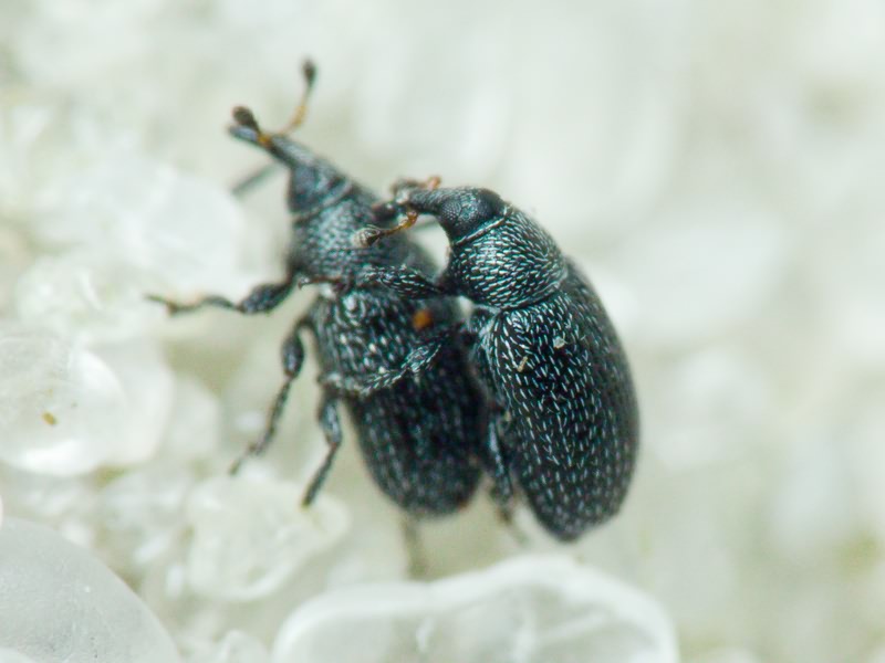 Gymnetron melanarium Germar, 1821